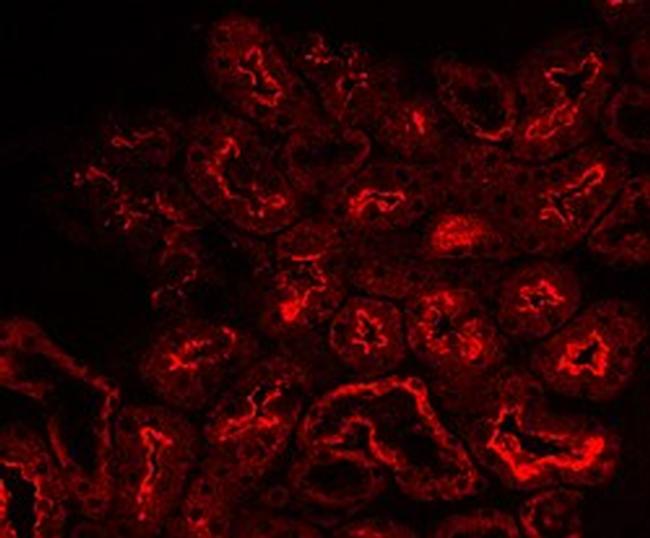 ACE Antibody in Immunohistochemistry (Frozen) (IHC (F))