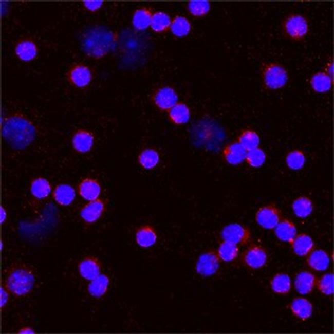 CD275 (B7-H2) Antibody in Immunocytochemistry (ICC/IF)