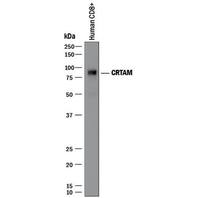 CRTAM Antibody in Western Blot (WB)