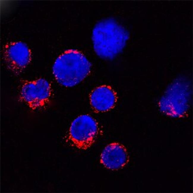 Granzyme B Antibody in Immunocytochemistry (ICC/IF)