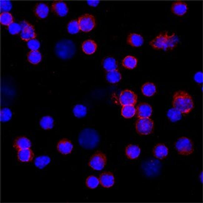 CD16 Antibody in Immunocytochemistry (ICC/IF)