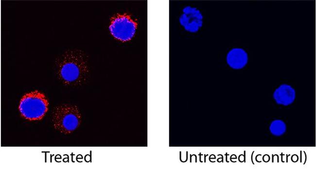 IL-5 Antibody in Immunocytochemistry (ICC/IF)