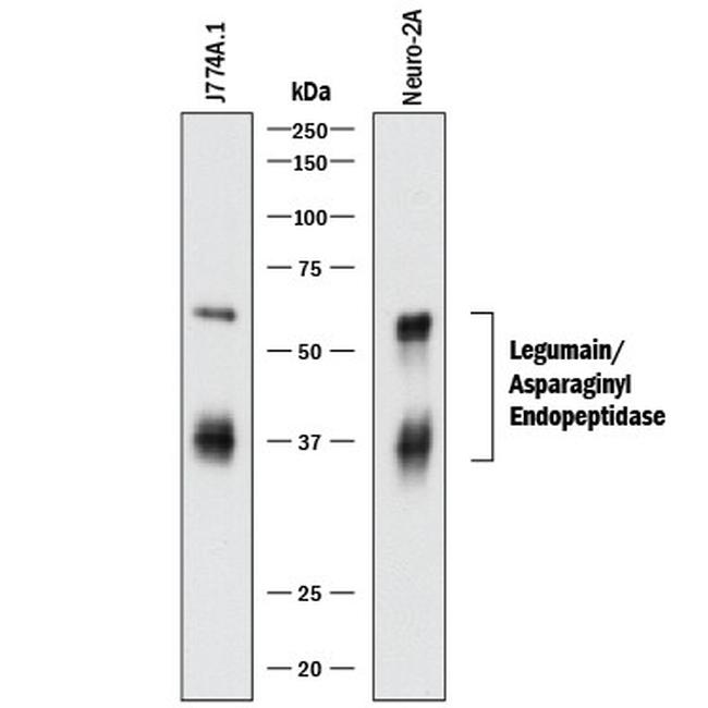 LGMN Antibody in Western Blot (WB)