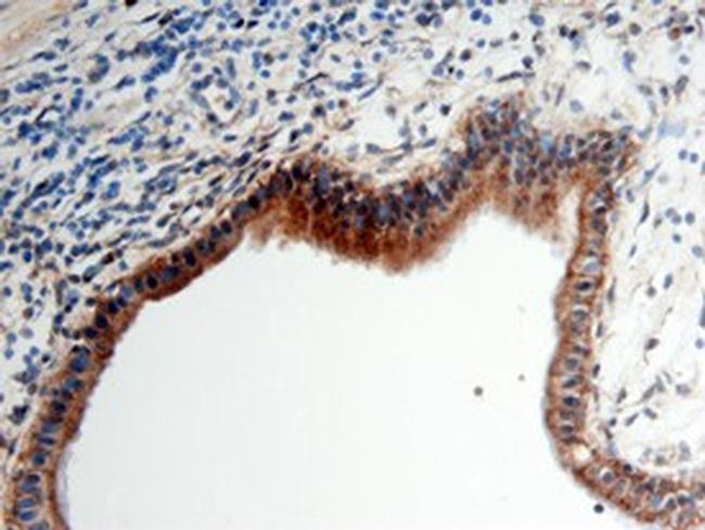 Neuropilin 2 Antibody in Immunohistochemistry (Paraffin) (IHC (P))