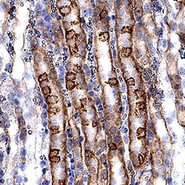 VLDLR Antibody in Immunohistochemistry (Frozen) (IHC (F))