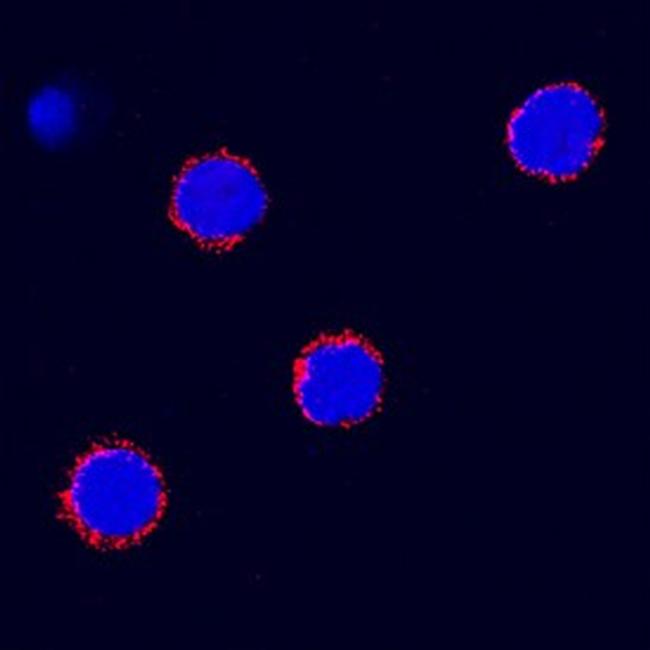 SCF Antibody in Immunocytochemistry (ICC/IF)