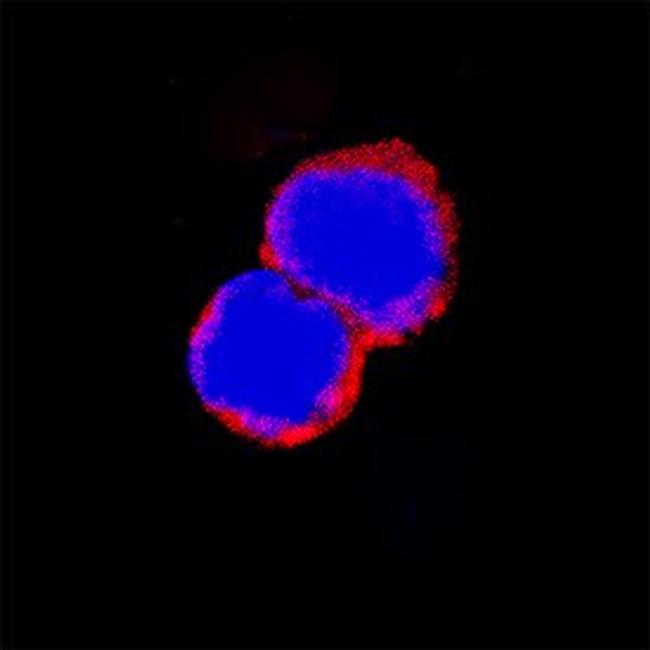 CD22 Antibody in Immunocytochemistry (ICC/IF)