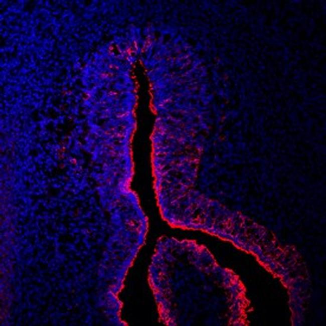 hCV-2 Antibody in Immunohistochemistry (Frozen) (IHC (F))