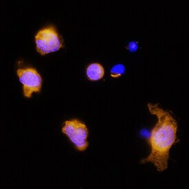 IL-3 Antibody in Immunocytochemistry (ICC/IF)