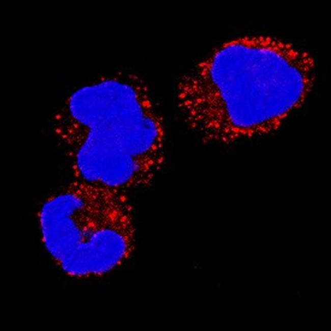 IL-18 Antibody in Immunocytochemistry (ICC/IF)