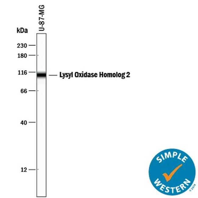 LOXL2 Antibody in Western Blot (WB)