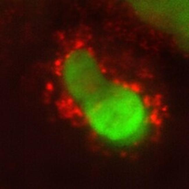 IL10RA Antibody in Immunocytochemistry (ICC/IF)