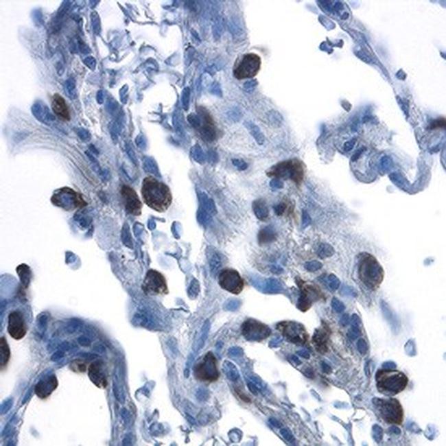 beta-2 Defensin Antibody in Immunohistochemistry (Paraffin) (IHC (P))