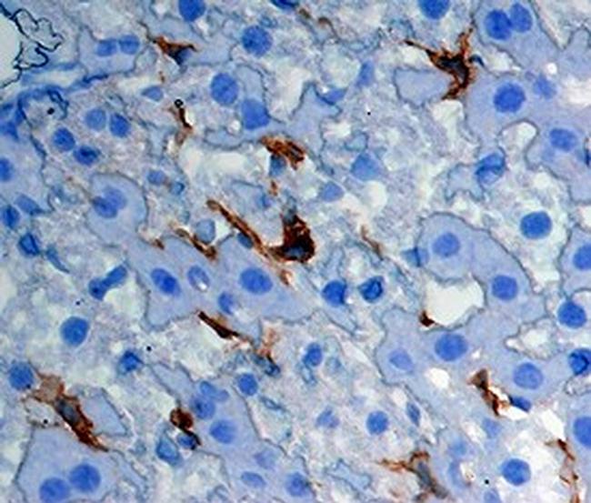 CLEC4F Antibody in Immunohistochemistry (Frozen) (IHC (F))