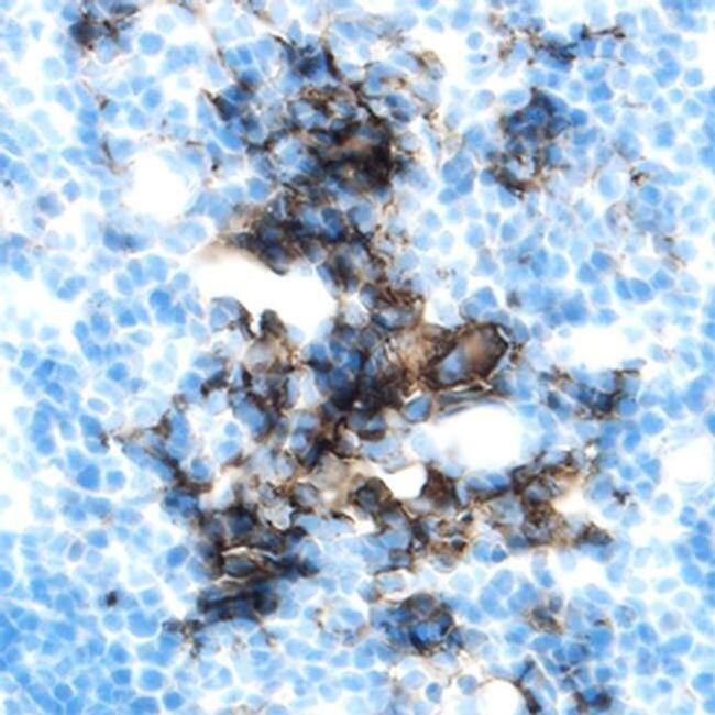 Epha1 Antibody in Immunohistochemistry (Frozen) (IHC (F))