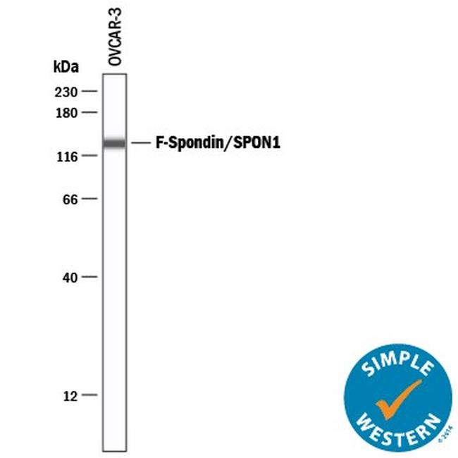 SPON1 Antibody in Western Blot (WB)