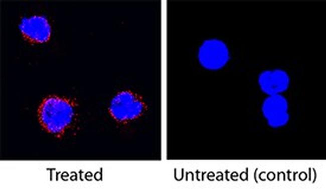 IL-5 Antibody in Immunocytochemistry (ICC/IF)