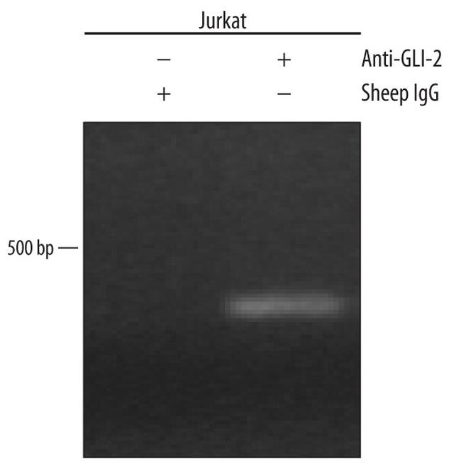 GLI2 Antibody in ChIP Assay (ChIP)