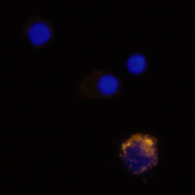 MIP-3 alpha Antibody in Immunocytochemistry (ICC/IF)