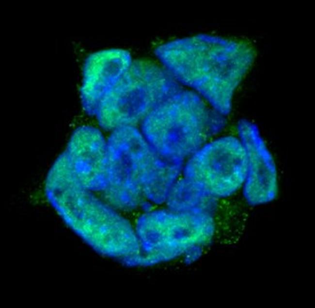 DPPA4 Antibody in Immunocytochemistry (ICC/IF)