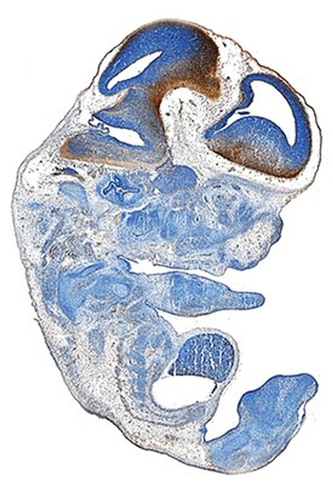 Reelin Antibody in Immunohistochemistry (Frozen) (IHC (F))