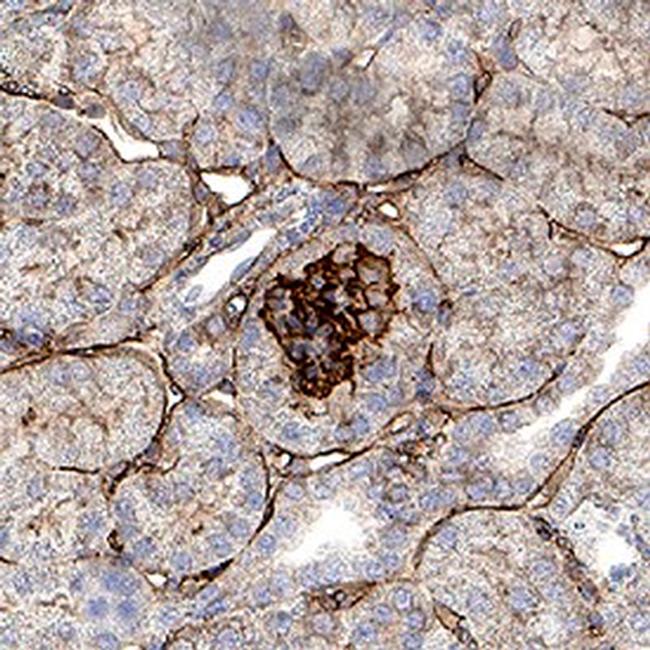 NPNT Antibody in Immunohistochemistry (Paraffin) (IHC (P))