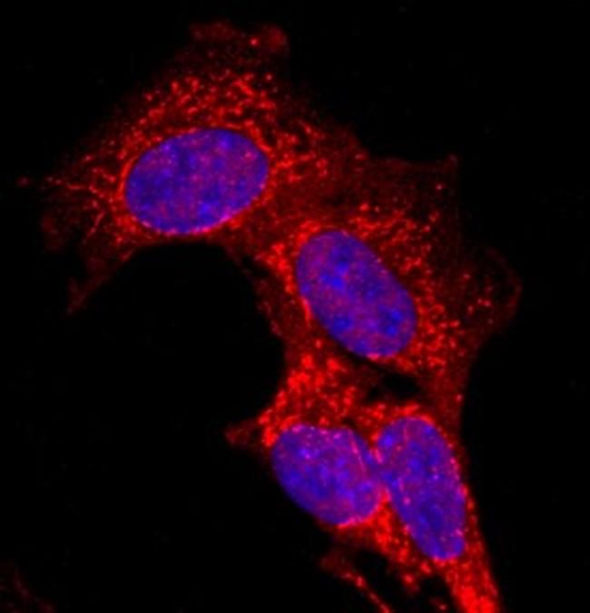 CDO Antibody in Immunocytochemistry (ICC/IF)