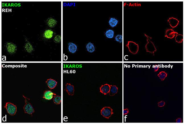 IKAROS Antibody in Immunocytochemistry (ICC/IF)