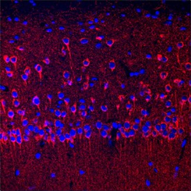 SEZ6 Antibody in Immunohistochemistry (Frozen) (IHC (F))