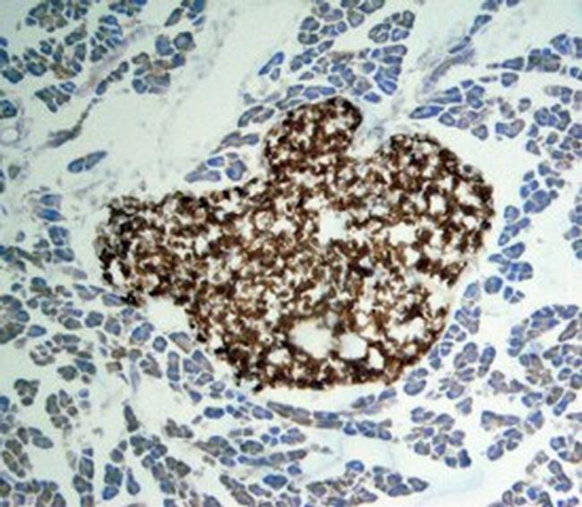 Apolipoprotein H Antibody in Immunohistochemistry (Frozen) (IHC (F))