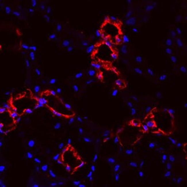 Uromodulin Antibody in Immunohistochemistry (Frozen) (IHC (F))