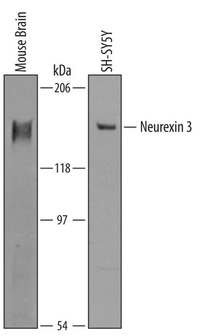 NRXN3 Antibody in Western Blot (WB)