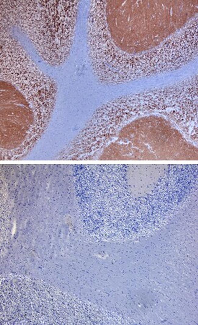 Neuroplastin Antibody in Immunohistochemistry (Paraffin) (IHC (P))