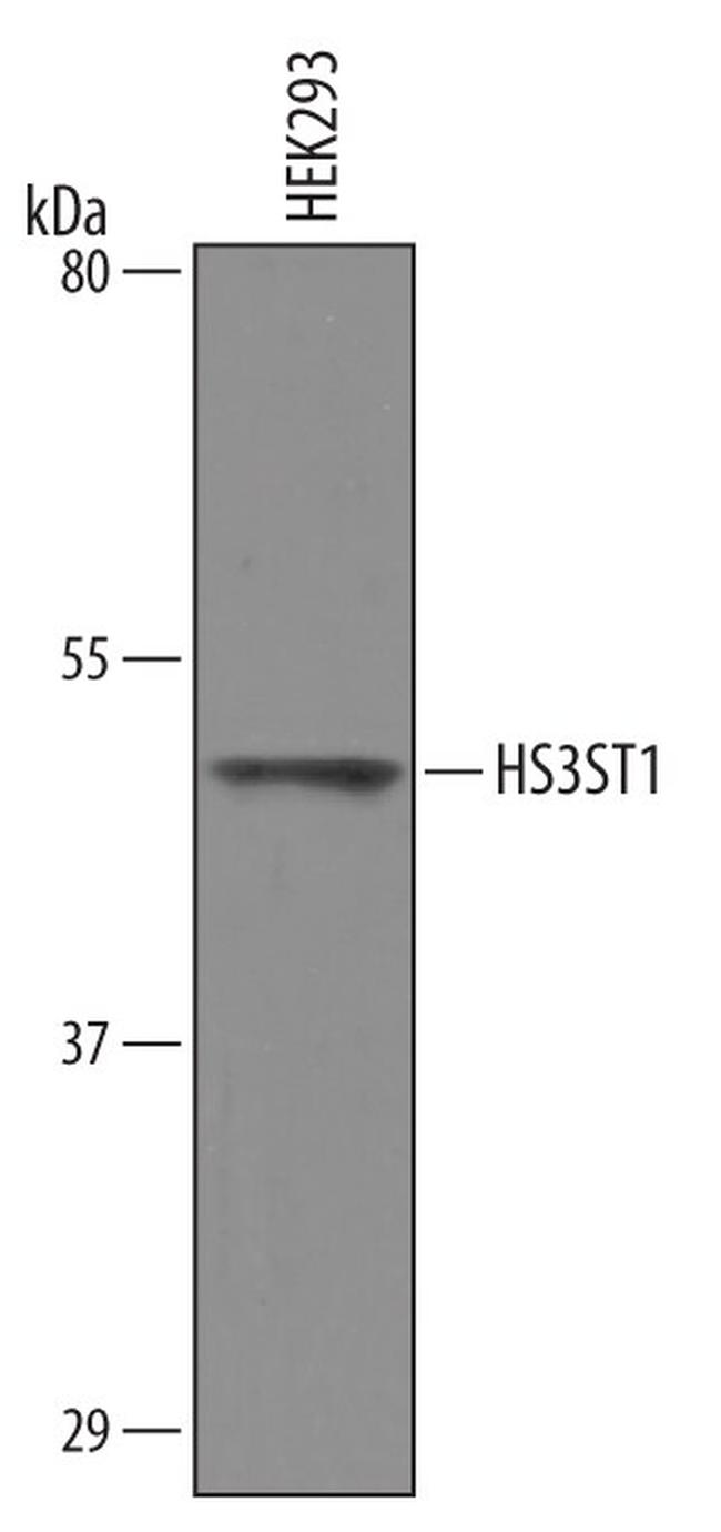 HS3ST1 Antibody in Western Blot (WB)