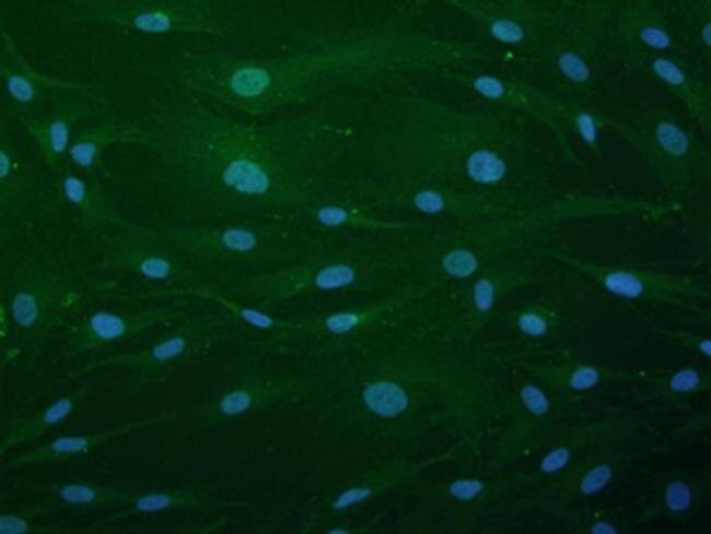 NUP85 Antibody in Immunocytochemistry (ICC/IF)