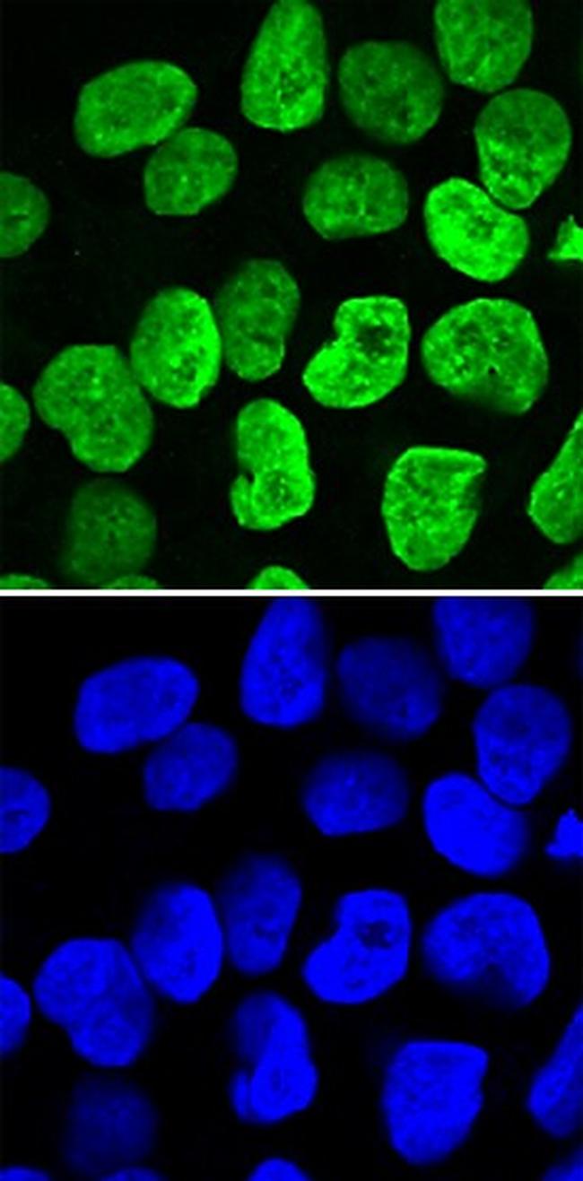 PRDM14 Antibody in Immunocytochemistry (ICC/IF)