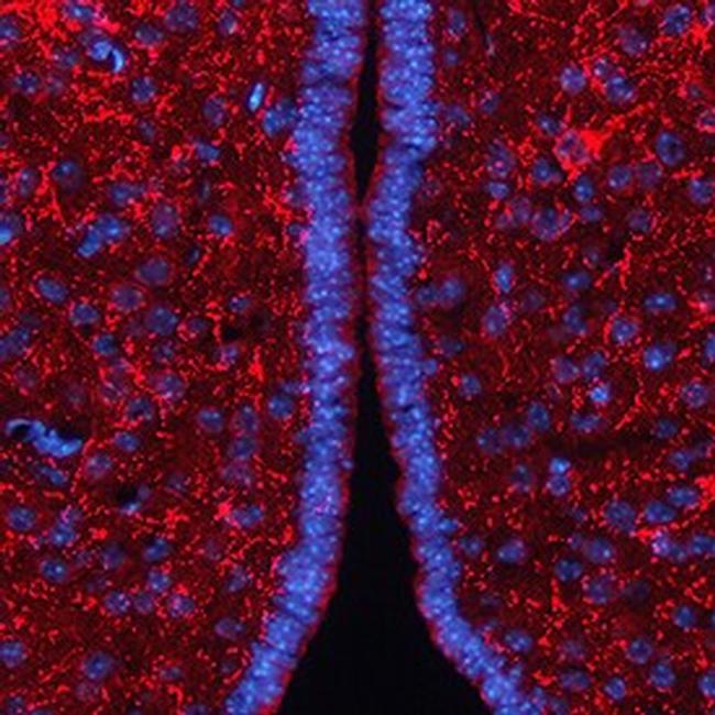 AgRP Antibody in Immunohistochemistry (Frozen) (IHC (F))