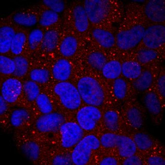 UGT1A1 Antibody in Immunocytochemistry (ICC/IF)