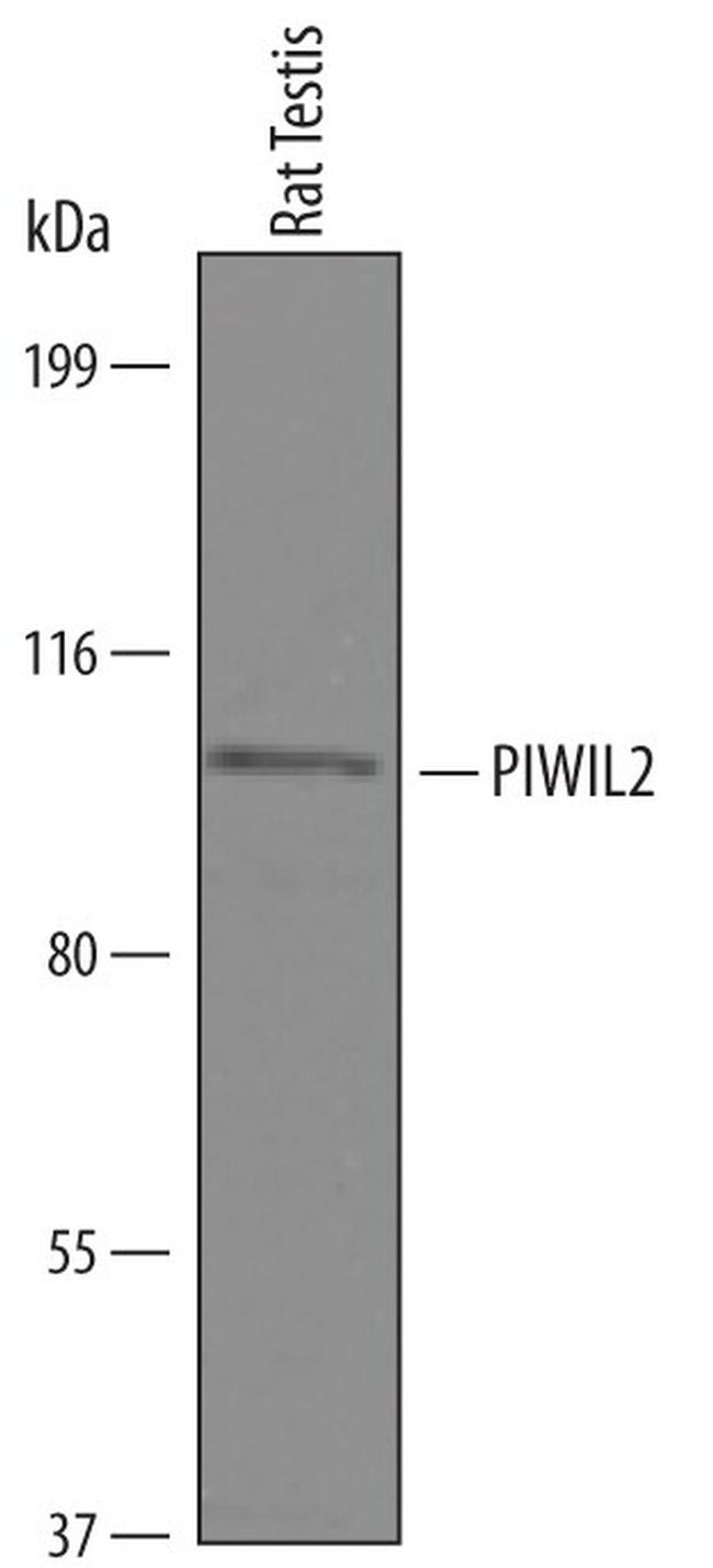 PIWIL2 Antibody in Western Blot (WB)