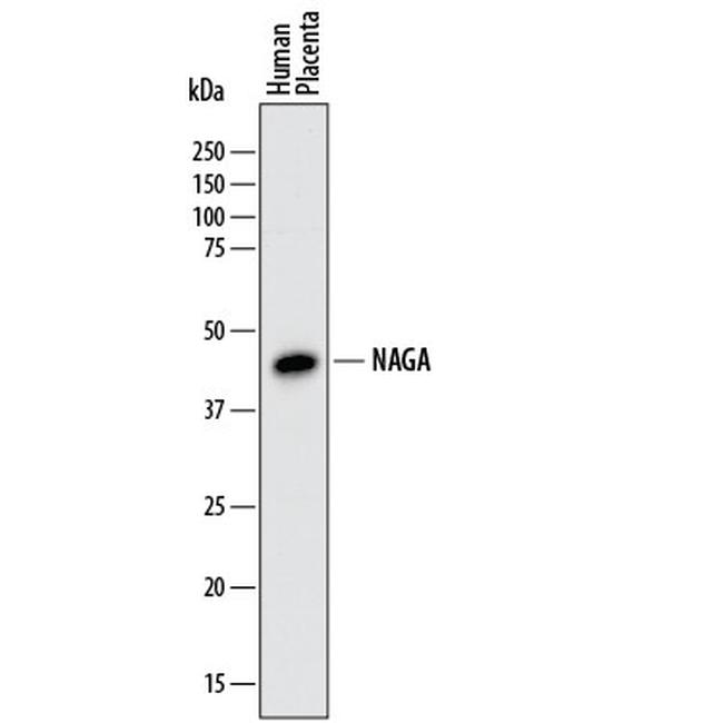 NAGA Antibody in Western Blot (WB)