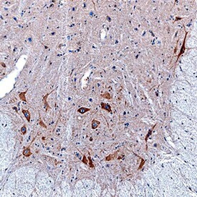 NELL2 Antibody in Immunohistochemistry (Frozen) (IHC (F))