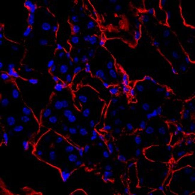 Hemopexin Antibody in Immunohistochemistry (Frozen) (IHC (F))