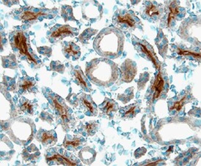 Angiopoietin 3 Antibody in Immunohistochemistry (Frozen) (IHC (F))