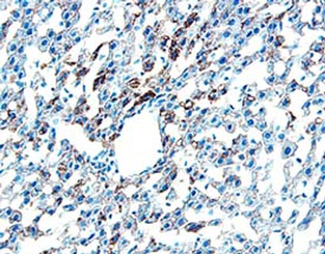 Chordin Antibody in Immunohistochemistry (Frozen) (IHC (F))