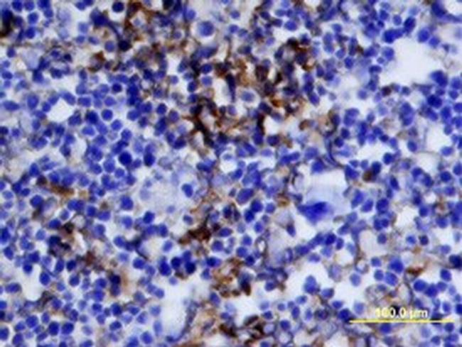 IGF2 Antibody in Immunohistochemistry (Frozen) (IHC (F))