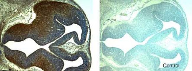 GDF5 Antibody in Immunohistochemistry (Frozen) (IHC (F))