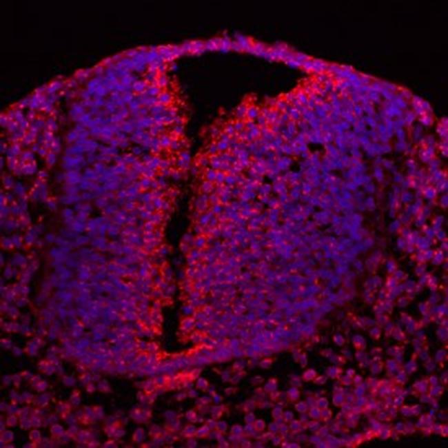 MCFD2 Antibody in Immunohistochemistry (Frozen) (IHC (F))