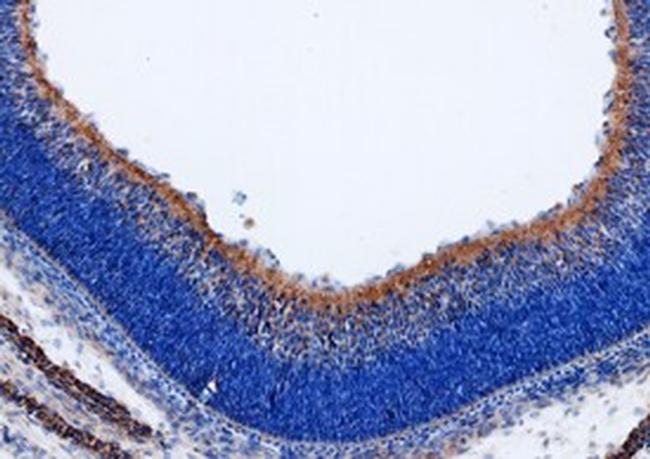 WNT9B Antibody in Immunohistochemistry (Frozen) (IHC (F))