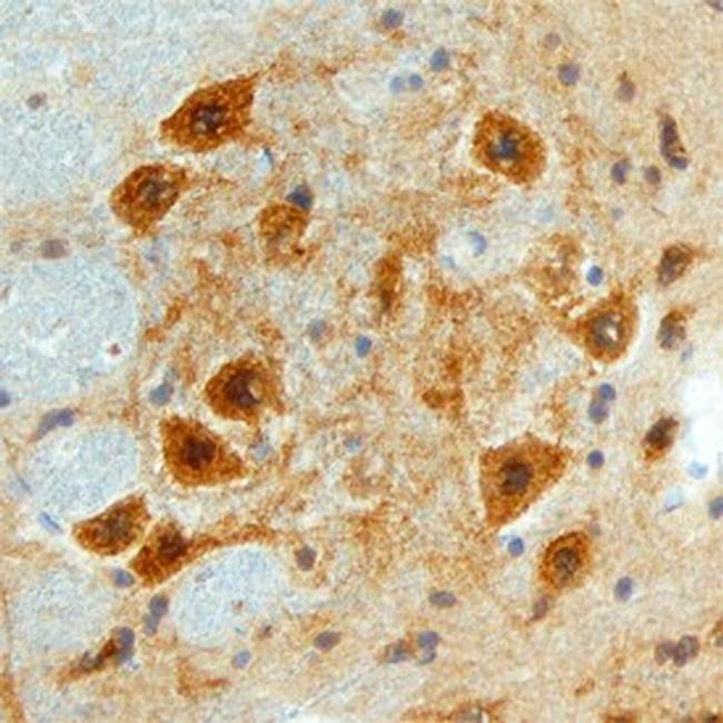 FSTL4 Antibody in Immunohistochemistry (Frozen) (IHC (F))