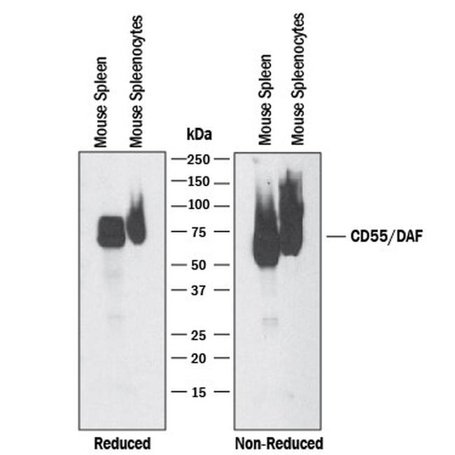 CD55 Antibody in Western Blot (WB)